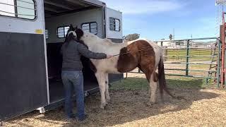 How to Trailer your Horse 2 - Tapping Technique