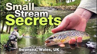 Small stream fly-fishing for beautiful wild brown trout – Swansea, South Wales, UK, 2024