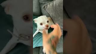 Angry dog barks #dog #shorts #youtuber #high #animal