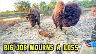 Bison REACT to UNEXPECTED Loss In The Herd!