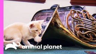 Musical Kitten Puts On A Performance For Her Family | Too Cute!