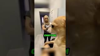 Он принёс домой обезьяну 