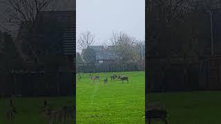 Reindeer visit on a rainy day, behind our home ️#reindeer #travel #london #londonlife #wildlife