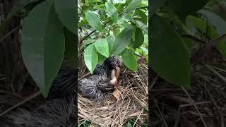 chim bìm bịp tha rắn về tổ #youtubeshorts #birds #snake #nature #animals