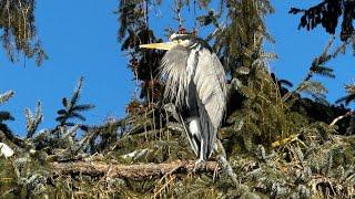 西温海边雪后大变样｜看看世界顶级的狗公园#westvancouver #ambleside #blueheron