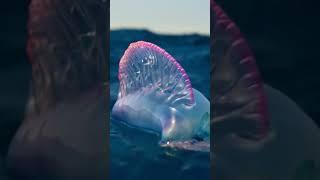 Portuguese Man of War #shortsvideo #shorts #planetearth #maldives #дайвинг