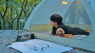 Solo Camping in Healing Forest with My Dog . Cozy Relaxing in the Tent . Forest Birds ASMR