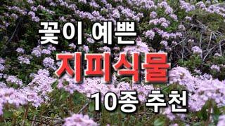 꽃이 예쁜 지피식물 10종 추천 ( 24년 가드닝 경험)