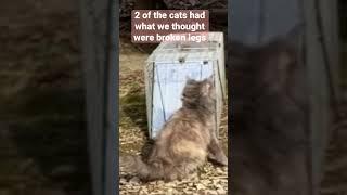 Spay and neuter! This colony was being shot! #shorts #cat #tnr