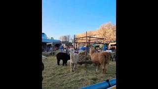 Cute little animals at Melbourne show  #theweeraes #emu #alpaca #farmanimals #melbourneshow