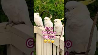 Cockatoo 3 Amigos: Summer Vacation Adventures!