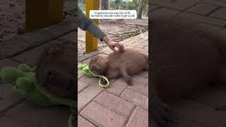 Capybaras are way too chill. Someone should make it get a job! #capybara #cute