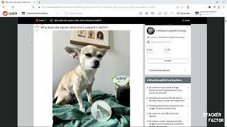 Stacker Pupper GOES VIRAL & EXPOSES normies to SILVER!!!