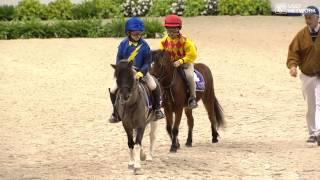 Shetland Pony Race!