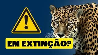 Extinção: Animais do Brasil em Perigo!