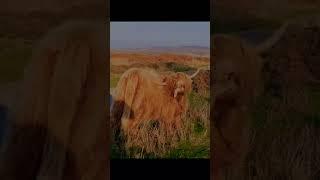 Baslow Edge & Highland Cows | Peak District | Solo Hiking