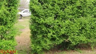 2024- QUICK UPDATE PRIVET HEDGE