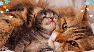 Relaxing Music for Cats|Calming Cat Music for Relieve Anxiety (with cat purring sounds) EPD 16