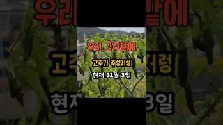 우리 고추밭에 고추가 주렁저렁 현재 11월 3일