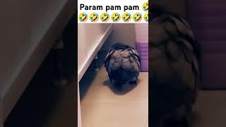 Param pam pam song suna raha  #talkingparot #parrot #funnyparrot #nonstoptalkingparrot #grayparrot