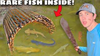 I Caught RARE Fish in a Primitive Fish Trap!