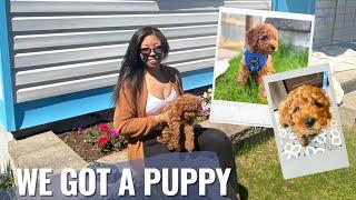 PICKING UP MY CAVAPOO PUPPY + FIRST WEEK HOME WITH 8 WEEK OLD NEW PUPPY | VLOG