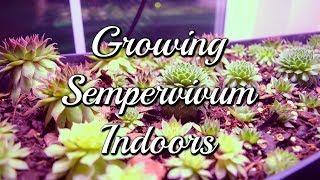 Growing Sempervivum Indoors!