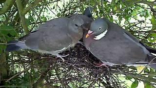 11.08.11 NORFOLK WOOD PIGEON TAKE FLIGHT