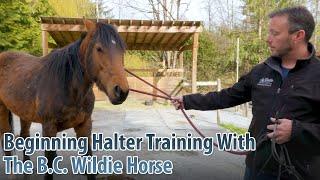 Beginning Halter Training With The B.C. Wildie - Part 1