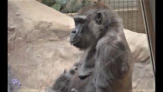 Baby Gorilla - Kayembe #46--Fredrika Update #gorillas