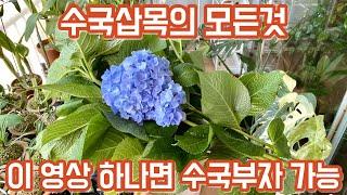 수국삽목 비법. 삽목시기, 흙, 가지치기, 화분선택, 미니온실 꿀팁!! 실패없는 수국삽목 방법!!