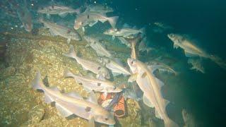 Big Haddocks on a Deep Reef