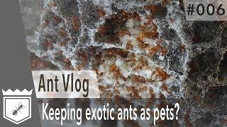 Keeping exotic ants as pets? - Ant Vlog #006