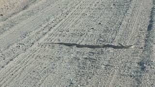 Another Mohave Desert Traffic Jam - (Snake in the Road)