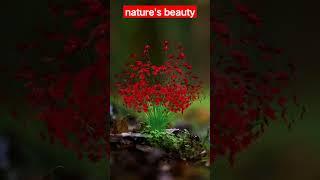 nature's beauty - Amizing Video In World  #shorts #short #youtubeshorts #natures.beauty #viral