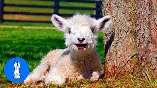 Baby Lamb (Sheep) Goes Baa - CUTEST Compilation