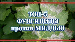 Топ-5 препараты против милдью