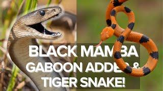 BLACK MAMBA, GABOON ADDER & TIGER SNAKE! HERPING SOUTH AFRICA & eSWATINI!  