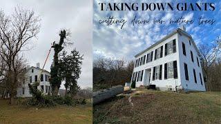 Taking Down Giants | Cutting Down Our Mature Trees