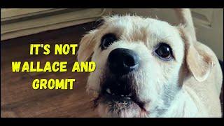 Watch This Dog Try To Talk His Way Out of Trouble!