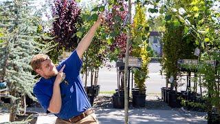 Tree Talk with Gary Jentink: Quaking Aspens