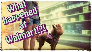 Service dog mistakes at the grocery store | Jen & Pharaby #lifewithaservicedog