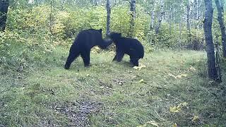 My Three bears and Goldy at the end