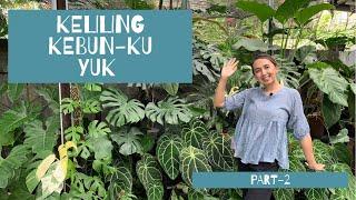 Keliling kebun kecilku/ aroid garden tour/ kebun aroid dirumah part 2