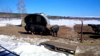 Tom Rudge - Yukon mixed farming GoOFY style!