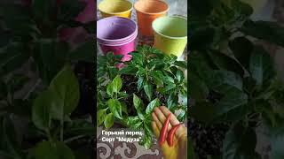Перец Медуза из семечки #shorts