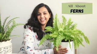 All about Ferns | Care Tips for Ferns