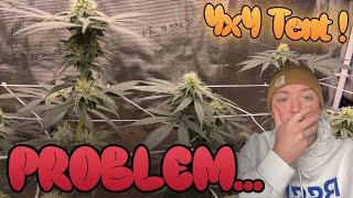 We Have a Problem... Flower Weeks 2 & 3 in 4x4 Grow Tent / Mars Hydro FC-E6500