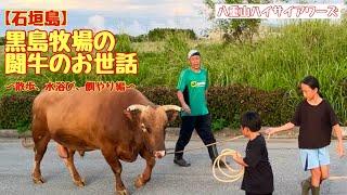 【石垣島】黒島牧場の闘牛のお世話　〜散歩、水浴び、餌やり編〜