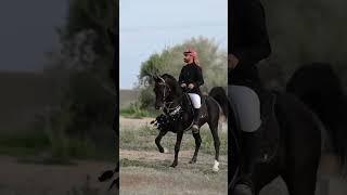 Amazing black arabian stallion #arabian #horse